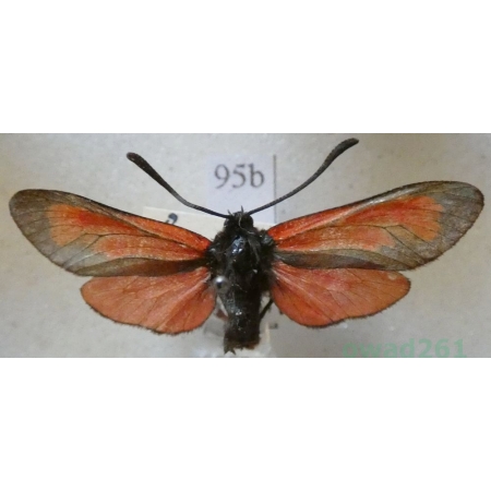 Zygaena purpuralis (Brünnich, 1763) Kraśnik purpuraczek Deutschland95b